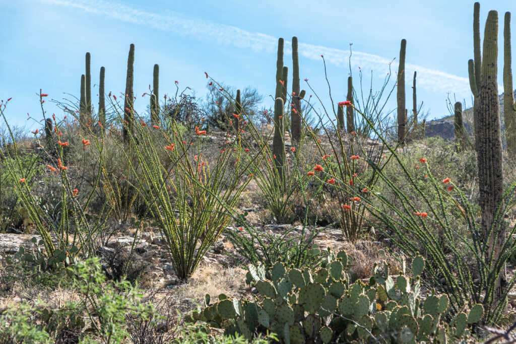 Ocotillo Ground Landscaping Services in Tucson, AZ