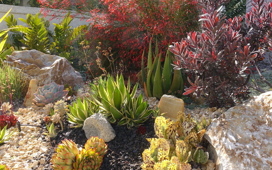 Ocotillo Grounds landscaping in Tucson, AZ