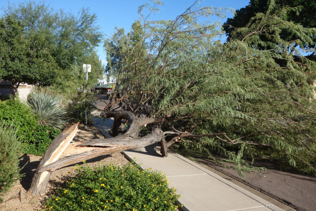 Tree removal services in Tucson, AZ